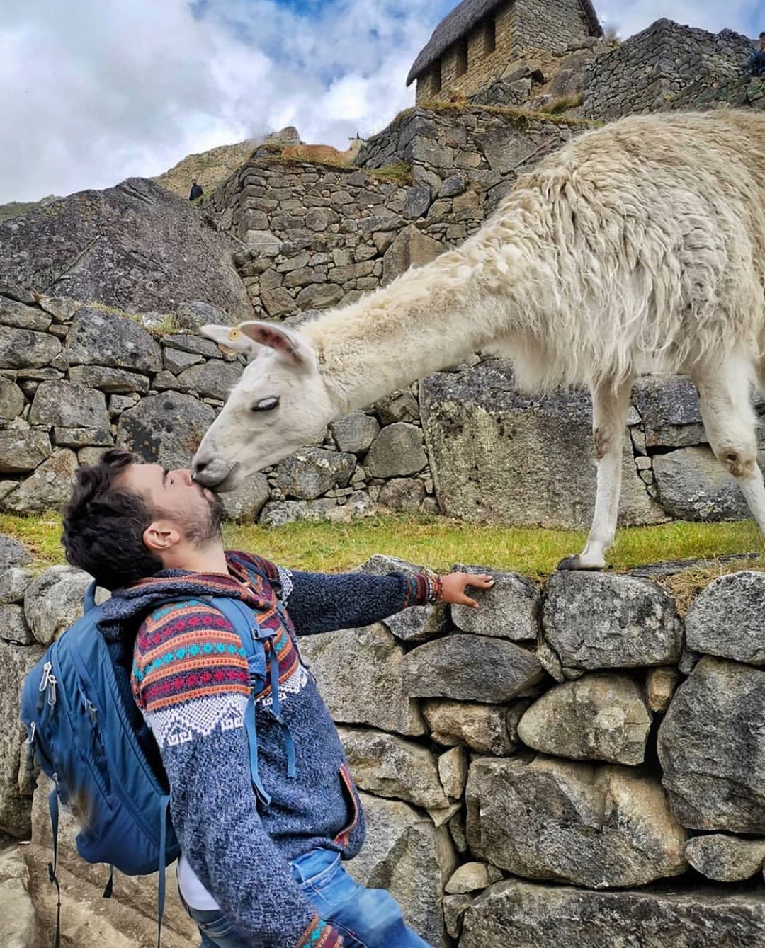 llama kissing person